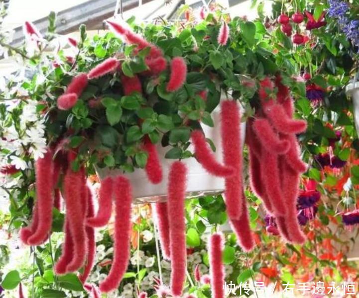 养花就养4种花,家里养一盆,满屋飘香,清新幽雅