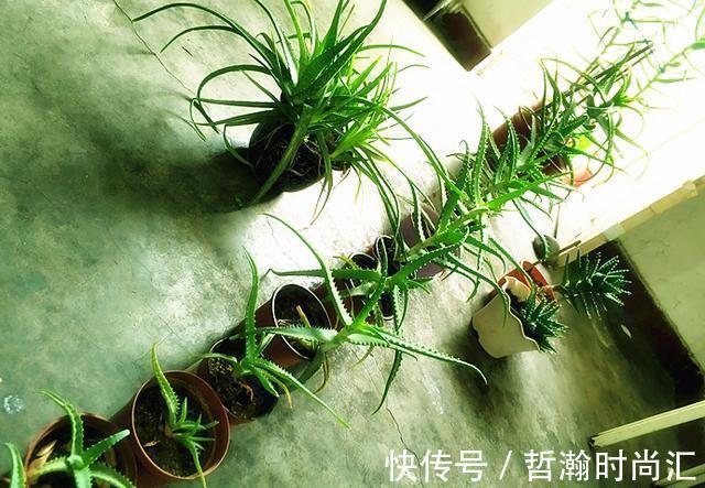 初次尝试养花,选什么植物好?盆栽此4款,搁室内漂亮又好养!