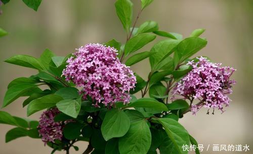 紫丁香 是花香浓郁的花卉 是紫魅梦幻的花 象征着美好的思念 快资讯