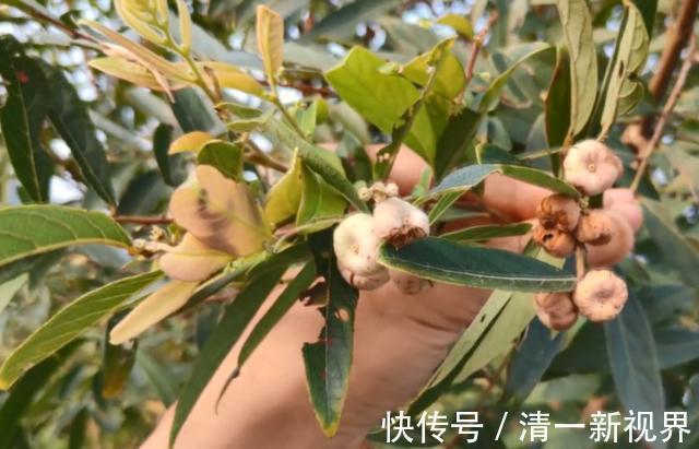 馒头果|没想到这种果子是治牙痛良药,城里药店买不到,在农村却无人摘