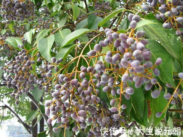 鱼肉|农村过年吃的都是鱼肉,也爱吃着几种野菜,万一全吃过我服您!