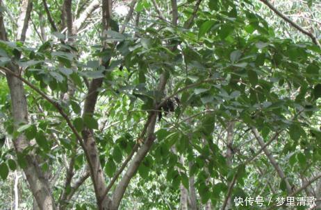 植物|此树为中国特有,被称植物黄金,天然降压药,高血压患者别忘它