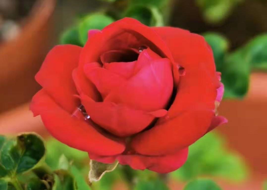 浇花|很厉害的浇花营养液,人人都能做,每天一勺,叶绿花开不断