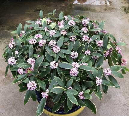 养花试试这几款,可全年开花象征着谦谦君子