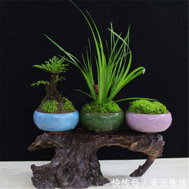 花友|花1分钟“挖青苔”,2周养成“微景观”,花友小盆景!