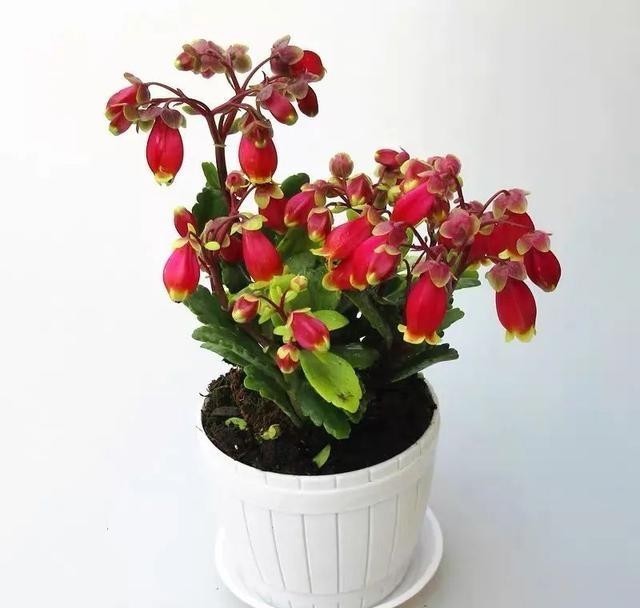 做好|12月养宫灯长寿花,做好这几点,枝头挂满红灯笼,漂亮又喜庆!