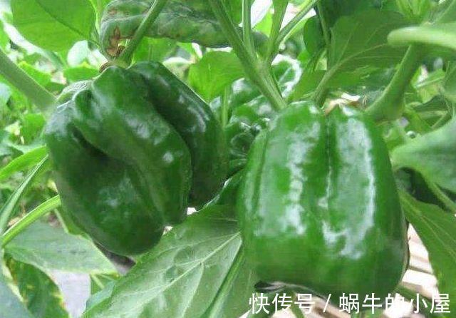 立秋|青椒配此菜一起炒,老年人常吃,软化血管有奇效,快告诉家里人