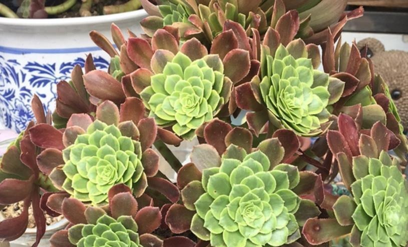 养了2年的多肉不见长?老花匠教你一招,掌握了轻松养出肉墩子