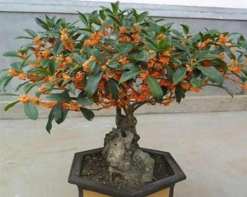 老桩|4种花深受花友喜欢,开花爆盆很简单,四季有花赏,养成小老桩