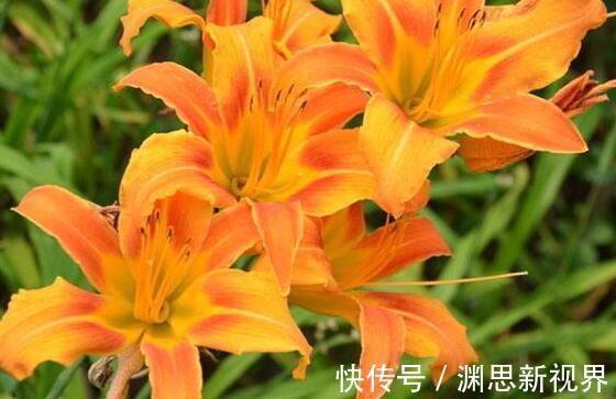 超美|家里养什么试试“它”花语难忘的爱，开花120天，超美
