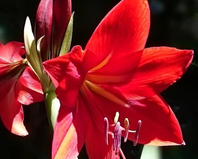 这种“营养液”给君子兰喝一点,花梗“超级多”,花期更长