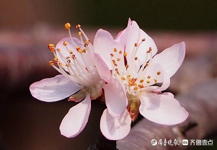 老年|早春暖如初夏，济南桃花盛开美艳动人