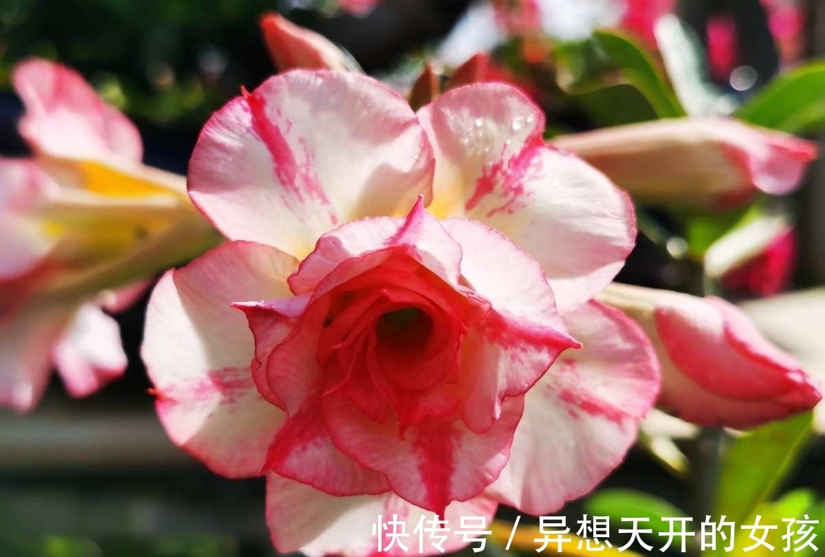 花卉|10种需要“干养”的花，不要''灌''着它们，不然全都烂根