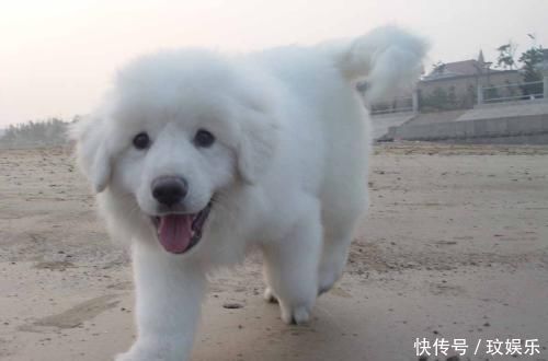 地球上5大最不爱叫的狗狗 蝴蝶犬和喜乐蒂上榜 你养了吗 天合乐学帮助家长发现孩子的更多可能