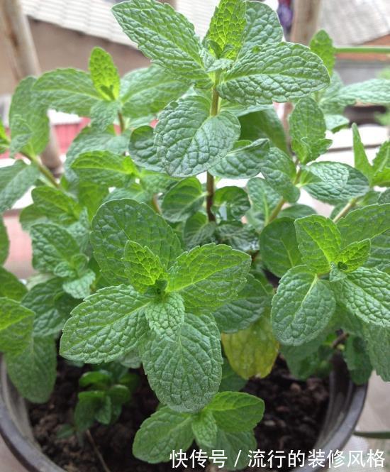 全家|5种香花，家里养一盆，好看还“养人”，全家都健康