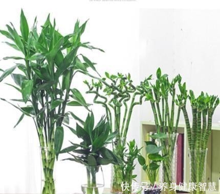 帆风顺|这些花最讨厌太阳，越阴凉越爆盆，还能开满花！