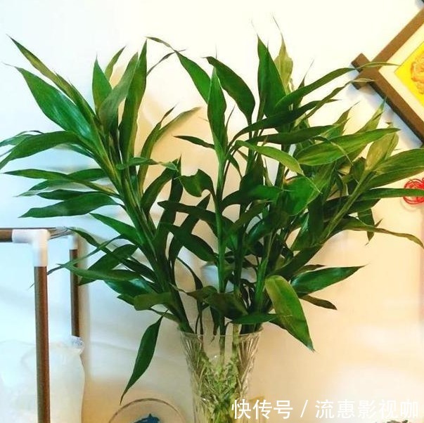 幸福|4种“吉祥花”养家里,家庭越来越“兴旺”,旺夫旺子,幸福满满