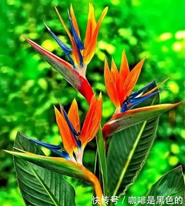 奇花|奇花、奇花、奇花、罕见奇花,赶快打开欣赏吧