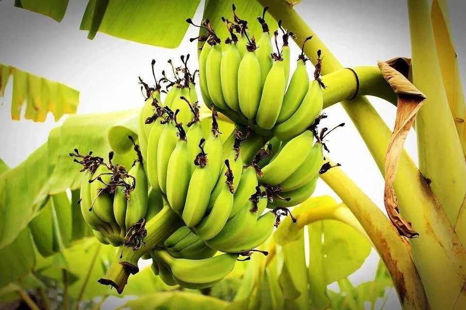 鞣酸|吃香蕉能缓解便秘？是真的吗？