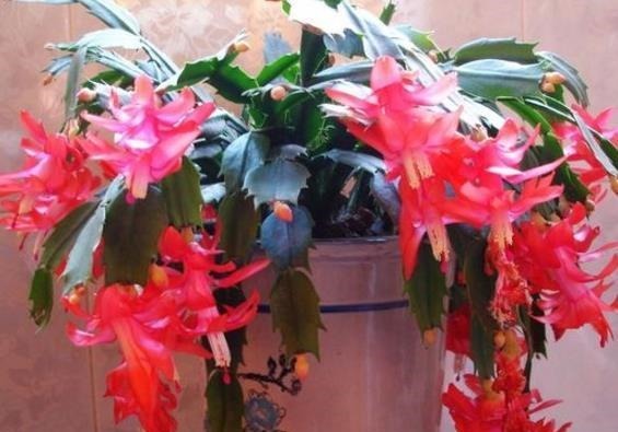 植物|爷爷养蟹爪兰,20天长成“胖墩”,学会3个秘诀,比施肥奏效!