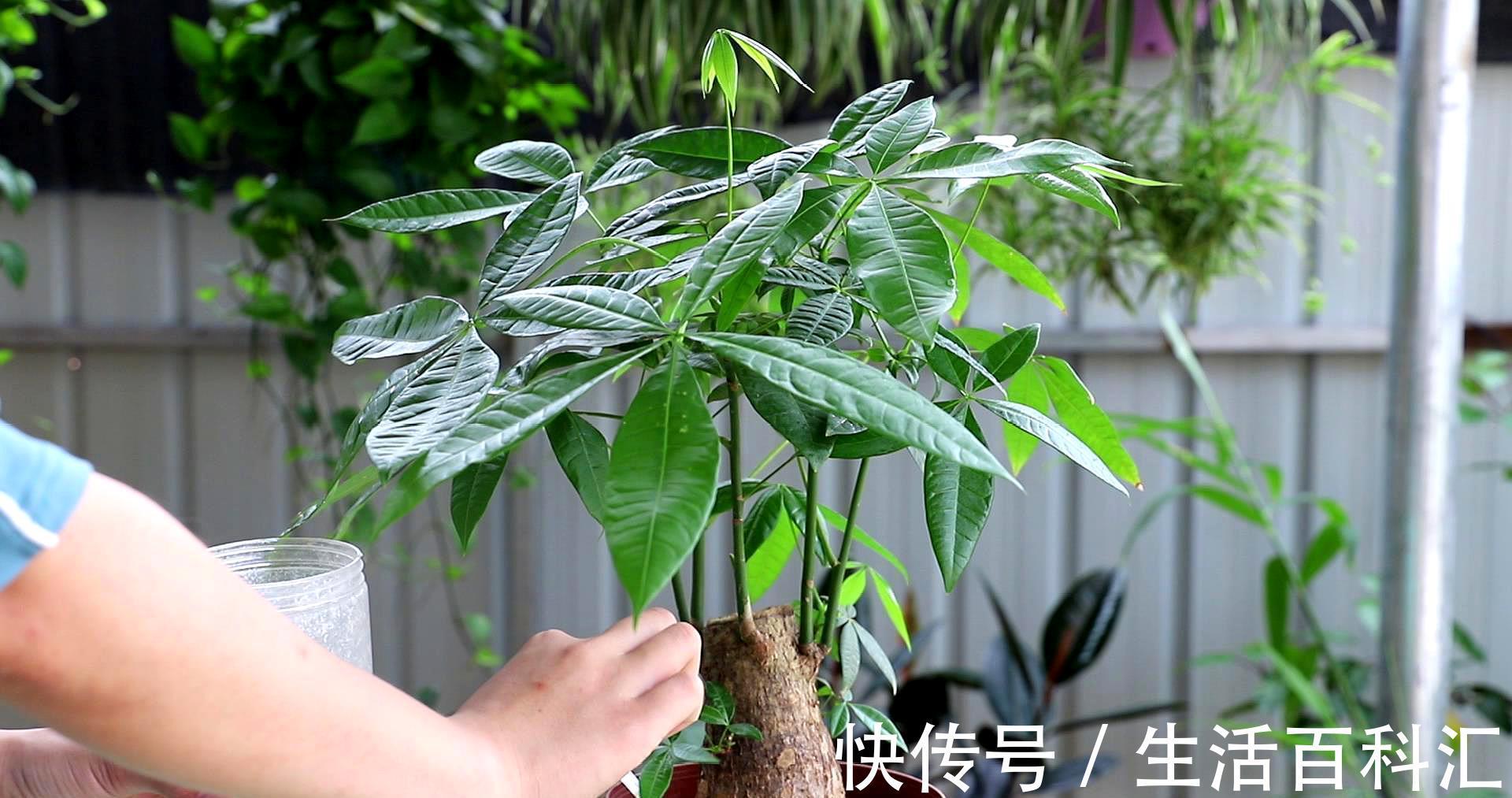 养发|夏天养发财树,大水大肥“大剪刀”,新芽冒的欢,半年大一圈