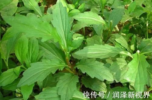 自由基|女性不想显老,排毒燃脂,子宫干净了,皮肤也细嫩有光泽