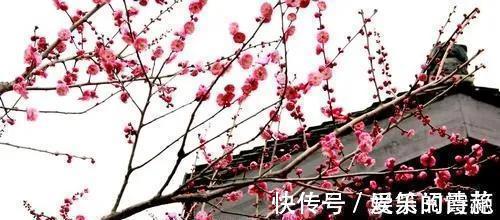 林语堂!王安石有一首梅花诗,看似平淡无奇,却意味无穷,最后1句从未被超越