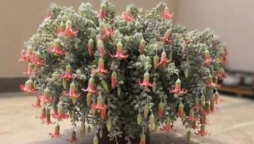 多肉开花会要命?养盆达摩福娘,做到3点,无需犯愁观花赏叶