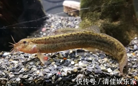 雄激素|5物是天然“雄性激素”,男性平时常吃,补肾益精,更有魅力