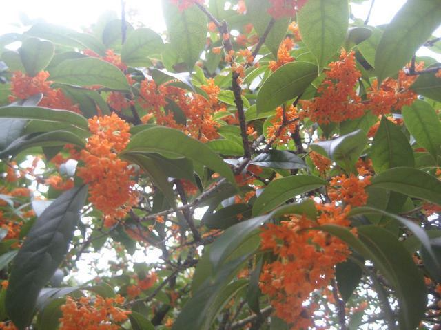 罗汉松|秋天碰到这2种树,找根树枝就能扦插,成活变成小盆栽,来年开花