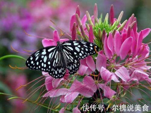 这3种花夏季开花旺，养得好就一点，多晒太阳就成了