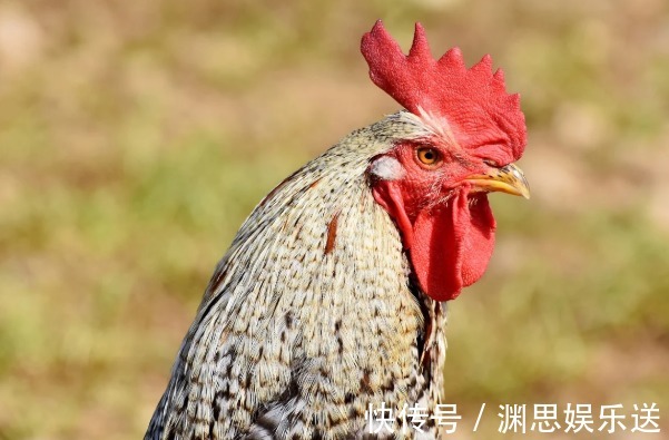 生肖鸡|跟生肖鸡天生一对，越恩爱就越富裕的生肖，白头到老一生甜蜜蜜！