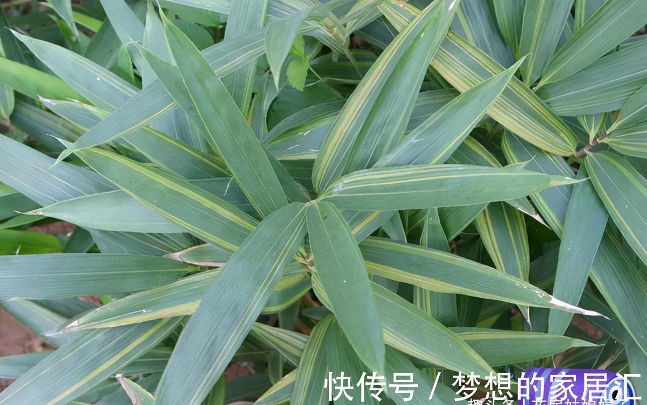 佛肚竹|没有院子也能养好竹子,这几种竹子可以做成盆景养在室内