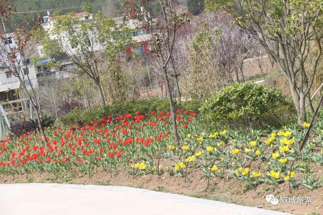 来麻城，“郁”见春天：五彩郁金香&梦幻园林，是心动啊~