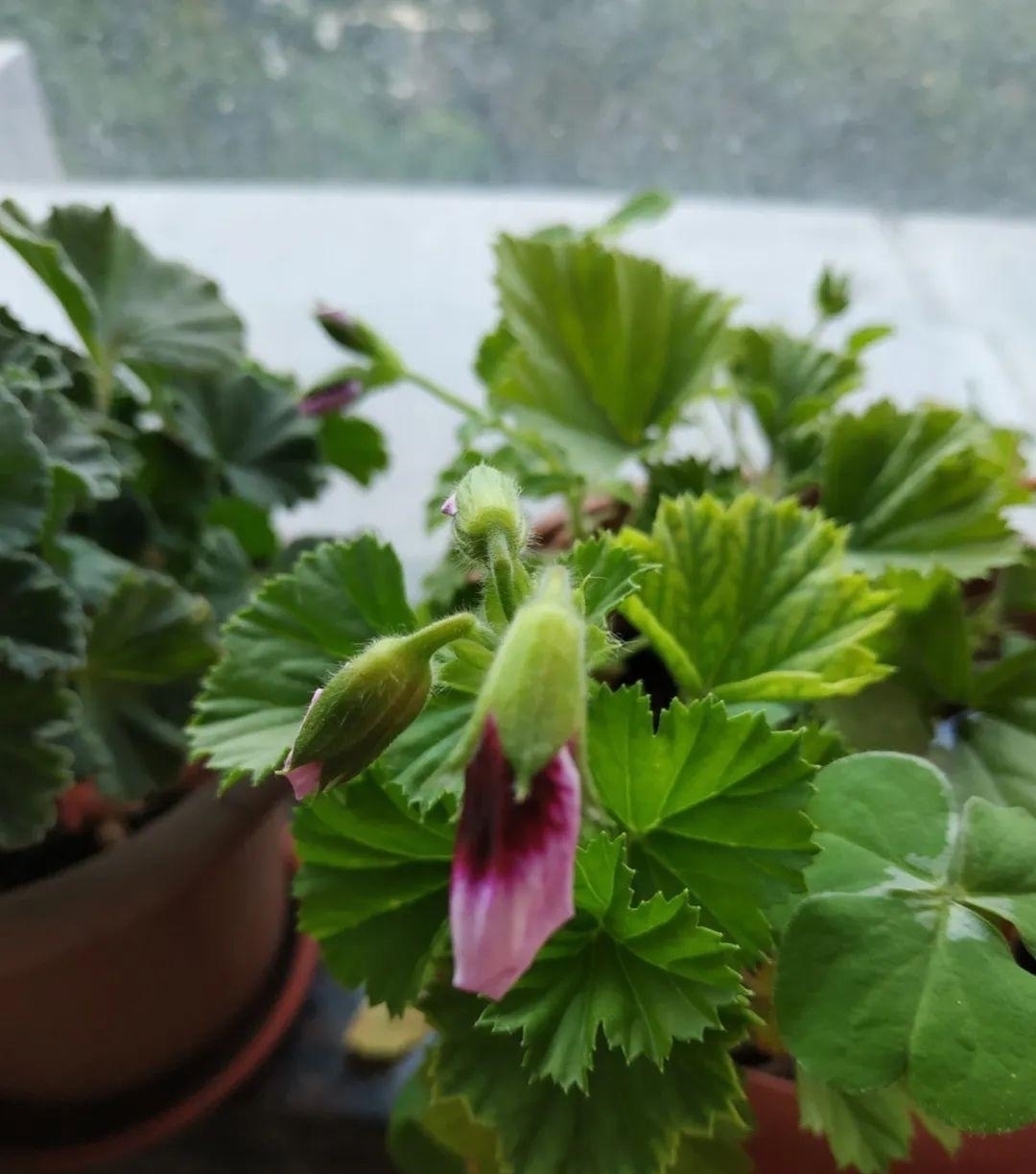 浇水量|10种花夏天一定要少浇水,否则熬不过3天就死了