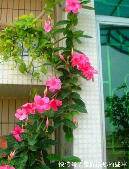 10月逛花市,7种花不能买,带回家养不好,来年不开花