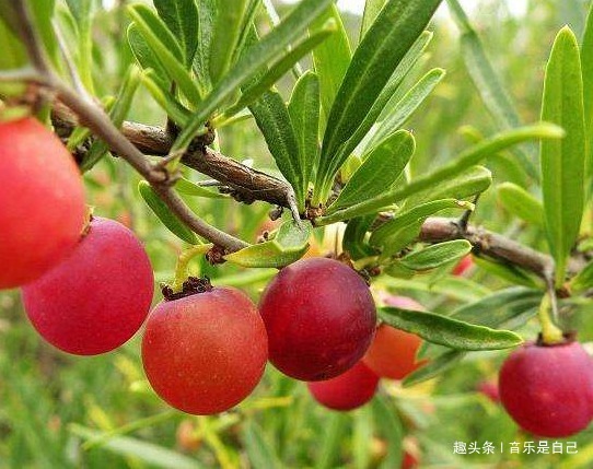 魔芋|担心老太快,4种食物离不开,改善肠胃,清肝明目,清理体内垃圾