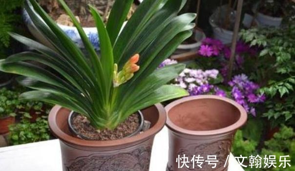 为什么盆栽君子兰长势不佳找准这3方面原因，叶片突突长不停