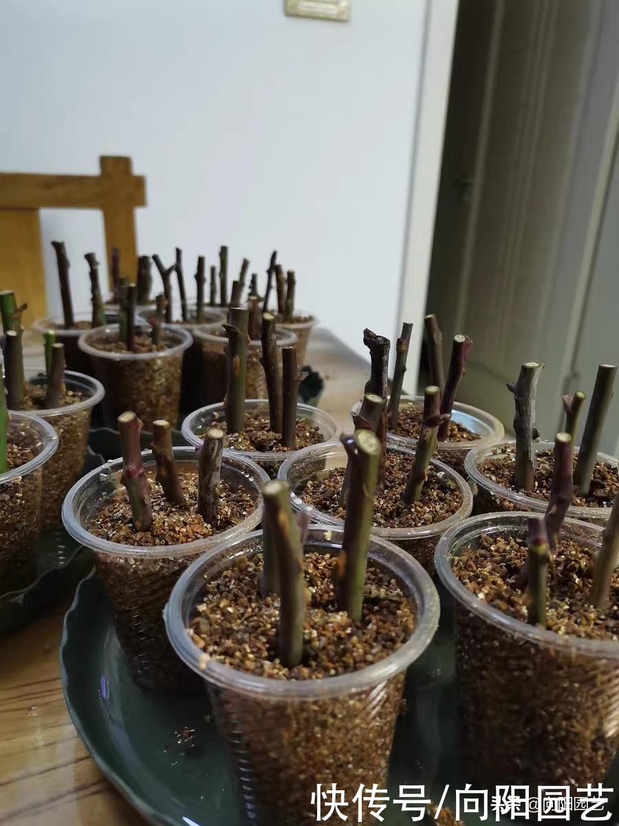 高锰酸钾|扦插讲究天时地利，扦插月季，绣球满足2点，成活率提高50%