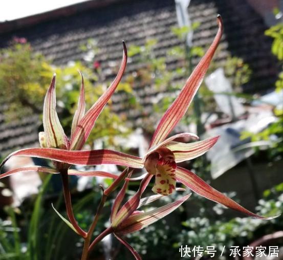 兰科植物|好的寒兰,叶是怎样的?花是怎样的?整体形态又是怎样的