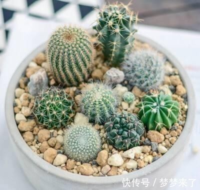 家人|家里万万要养这5种花,家人至少长寿十年,有钱人家里都喜欢种养