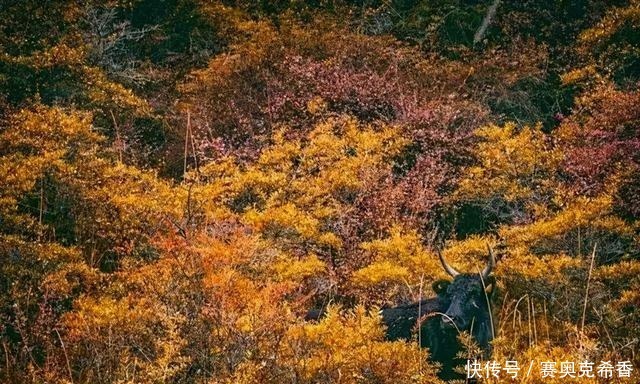 风景|川西最美季节已来临~秋色不等人，此生必去一次