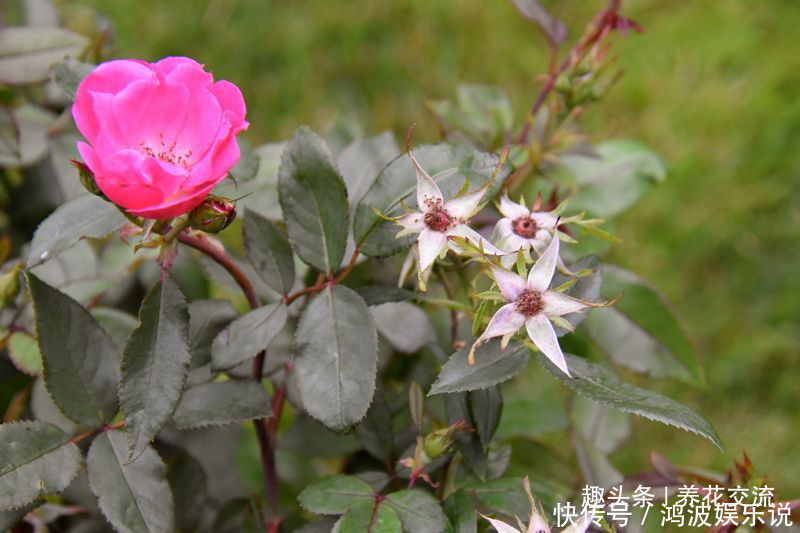 白粉病|每年剪几次,喷点药,月季可保持经常开花,不怕黄叶和感染病虫害