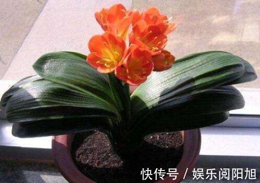 养君子兰3年不开花现在给它用点“小手段”，不出俩月出花苞