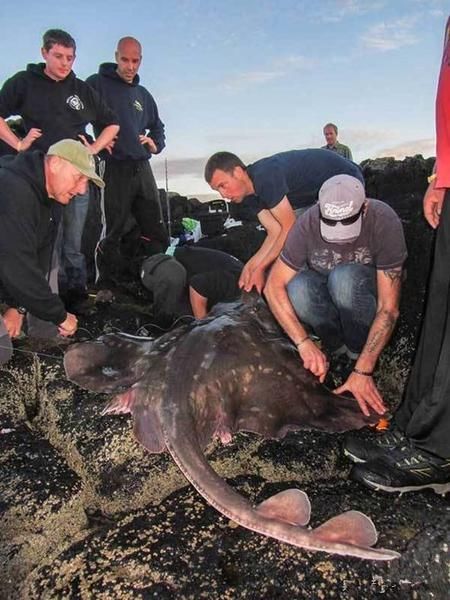 渔夫海岸捕获巨型鳐鱼 当地专家称这是罕见现象 快资讯