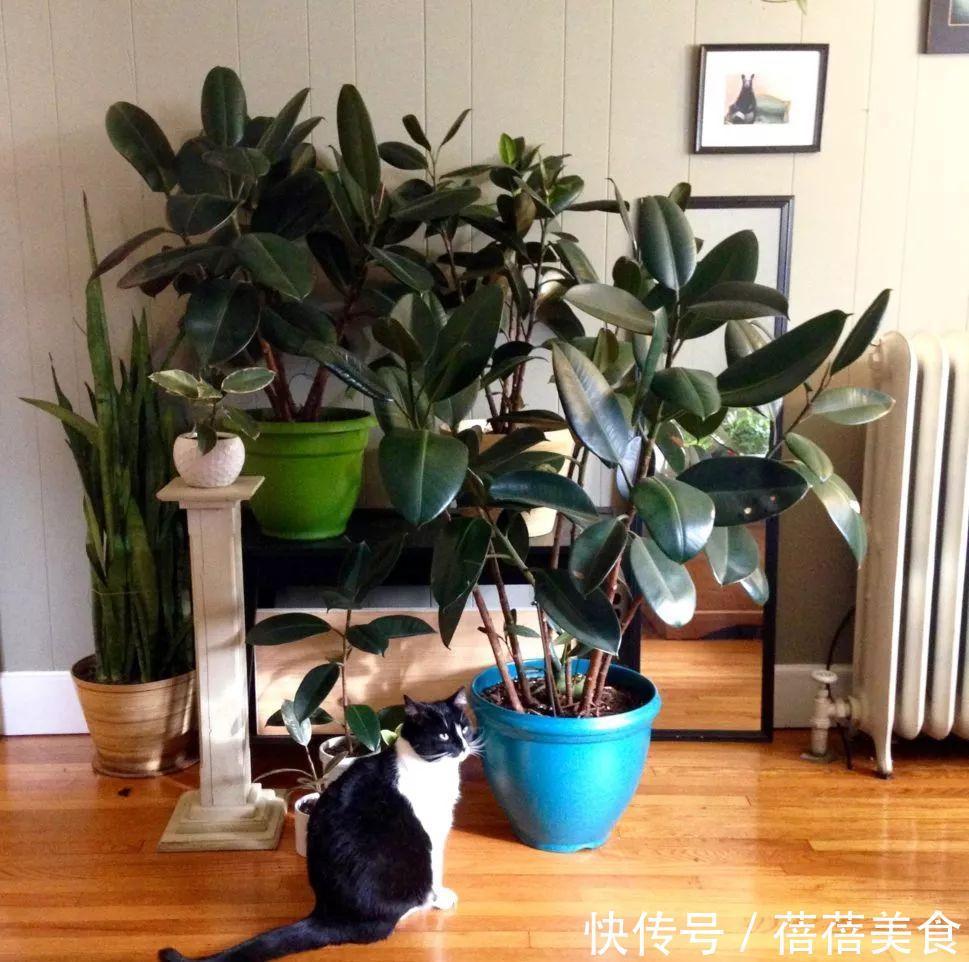 19种常见花“耐寒能力”一览表,天冷要不要“入室”,看看就知道