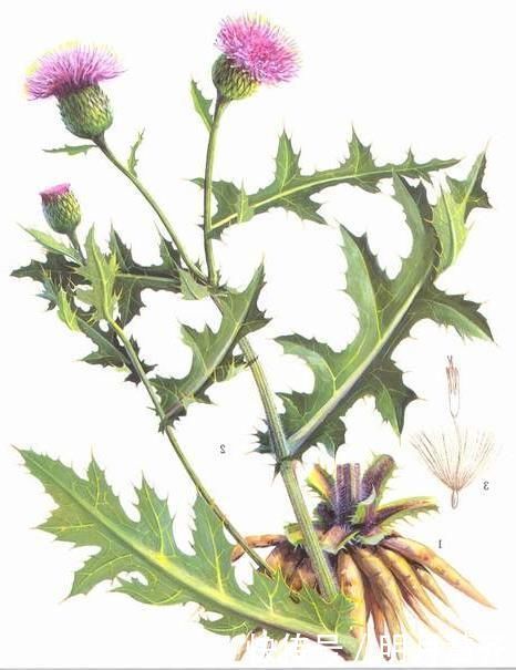 默默带你认识一味中药——大蓟!鼻窦炎咯血它都行,请为家人收藏