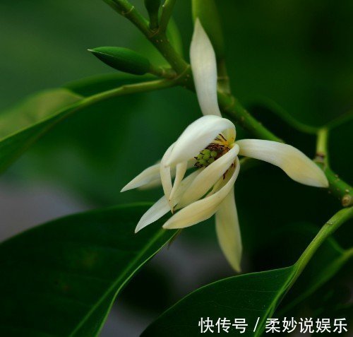 芳香|这5种花卉盆栽，美丽又好闻，花期长，花量大，给家里满屋馨香