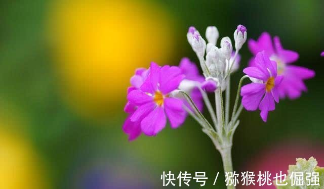 姻缘|桃花灿烂，姻缘来袭，2021年，真爱共度一生的4大星座，是你