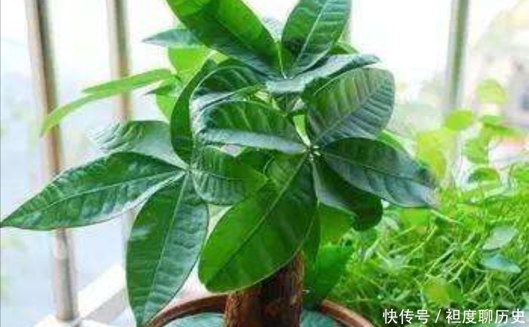养发财树,别给它浇3种水,否则容易出现烂根、黄叶